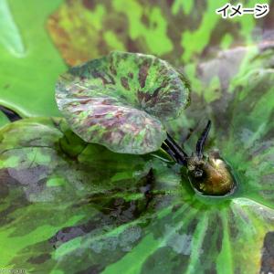 (ビオトープ)睡蓮 株売り おまかせ熱帯性睡蓮...の詳細画像2