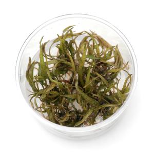 水草）組織培養GROWOW！ クリプトコリネ スピラリスタイガー（無