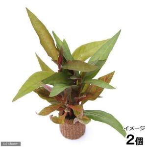 チャーム（charm） （水草）ミクロソリウムsp．スモールリーフ（水中