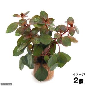 ブセファランドラ sp. ピナ(Bucephalandra Pina) 組織培養（サンプル