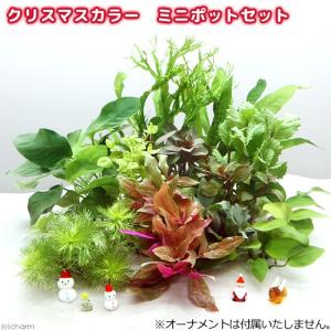 水草）ブセファランドラsp．レッドスコーピオ（デナリー便）（1