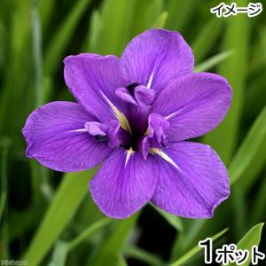 （ビオトープ）水辺植物　カキツバタ　上原（ウエハラ）紫花（１ポット）｜chanet