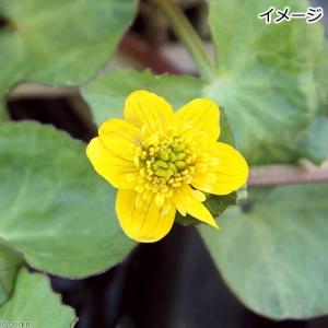 （ビオトープ）水辺植物　エンコウソウ（猿喉草）（１ポット）　湿生植物（休眠株）