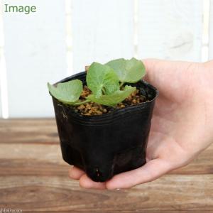 (ビオトープ)水生植物 エンコウソウ(猿喉草)...の詳細画像1