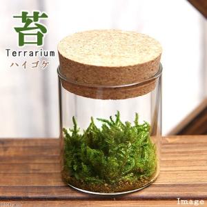 （観葉植物）苔Ｔｅｒｒａｒｉｕｍ　ハイゴケ　コルクボトル　ミニ　説明書付　コケテラリウム　苔テラ　コケテラ　苔　インテリア｜chanet