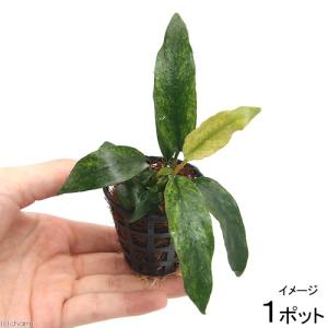 チャーム（charm） （水草）アヌビアス ヘテロフィラ スーパーノヴァ