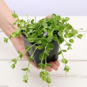 (ビオトープ)水生植物 ヒトミソウ(1ポット)...の詳細画像1