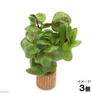 チャーム（charm） （水草）ホシクサsp．クチ（水中葉）（無農薬