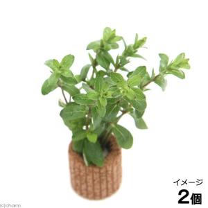 (水草)ライフマルチ(茶)ストロギネsp.パープ...の商品画像