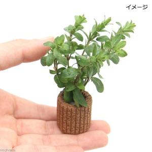 (水草)ライフマルチ(茶)ストロギネsp.パー...の詳細画像1