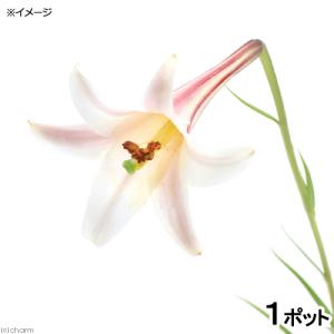 （山野草）ユリ（百合）ヒメタカサゴユリ（姫高砂百合）　開花終了株　３号（１ポット）