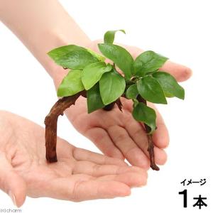 （水草）アヌビアス　ナナ　ゴールデン　ブランチアーチ流木付（約１５ｃｍ〜）（水上葉）（１本）