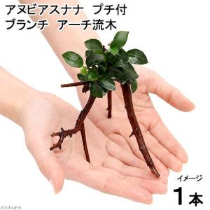 Gramicci（グラミチ） アヌビアス ナナ 'Pangolino