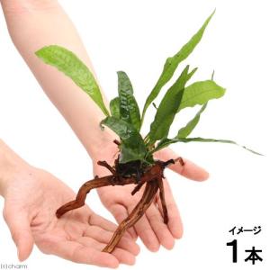 チャーム（charm） （水草）ミクロソリウム ウェンディロフ付 流木