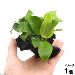 （水草）アヌビアスナナ　ゴールデン　流木付　ＳＳサイズ（水上葉）（１本）（約１０ｃｍ）｜チャーム charm ヤフー店