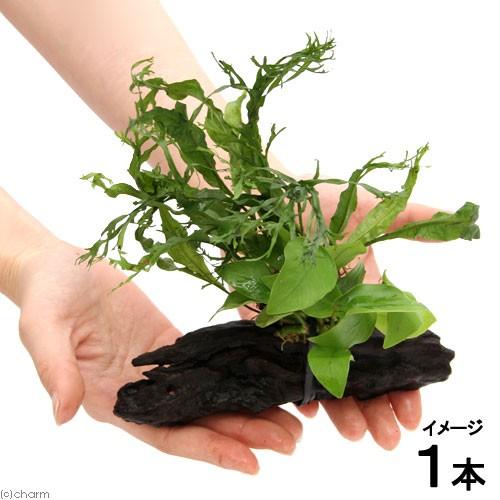 （水草）アヌビアスナナ　ゴールデン＆ミクロソリウム　ウェンディロフ付　流木　ＳＳサイズ（１本）（約１...