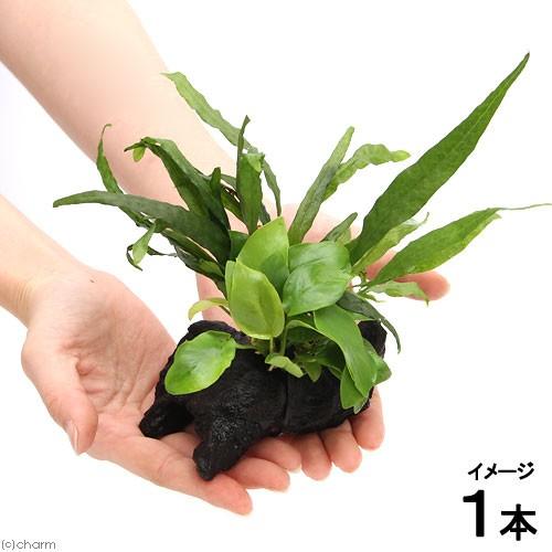 （水草）アヌビアスナナ　ゴールデン＆ミクロソリウム　プテロプス　ソードリーフ付　流木　ＳＳサイズ（１...
