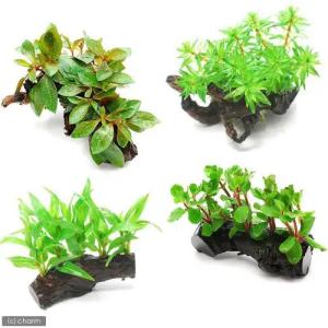 水草）置くだけ簡単レイアウトセット アヌビアスナナ＋巻きたて