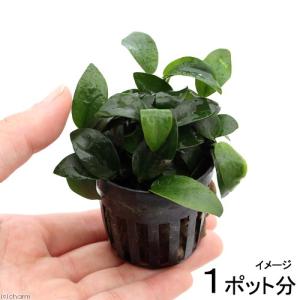 チャーム（ペット） （水草）アヌビアスナナ ロング ウェーブリーフ S