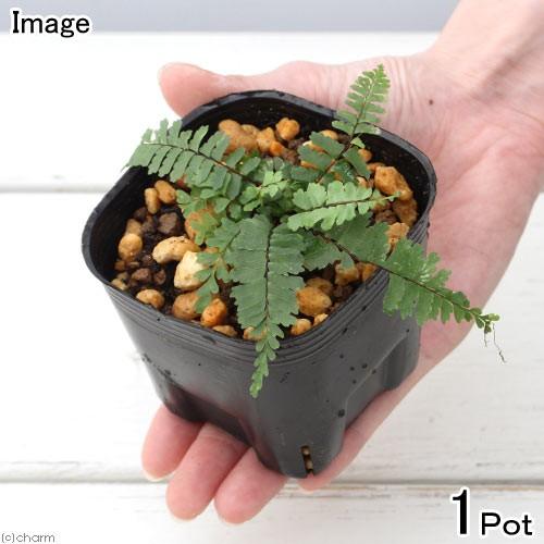 （山野草）シダ（羊歯）ヌリトラノオ（塗虎の尾）３号（１ポット）常緑性多年草