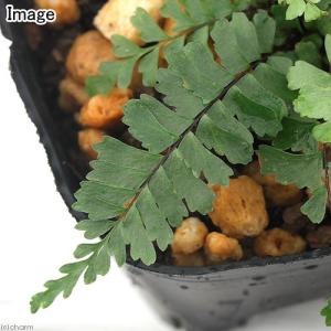 (山野草)シダ(羊歯)ヌリトラノオ(塗虎の尾)...の詳細画像1