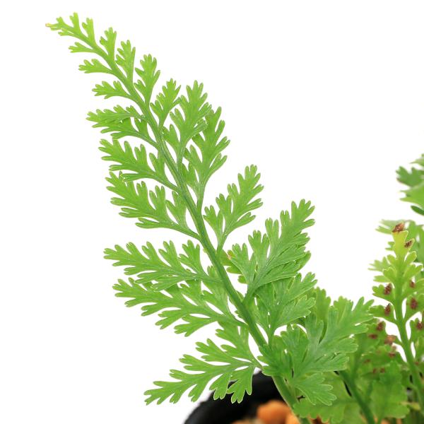 （山野草）シダ（羊歯）コウザキシダ　３号（１ポット）常緑性多年草