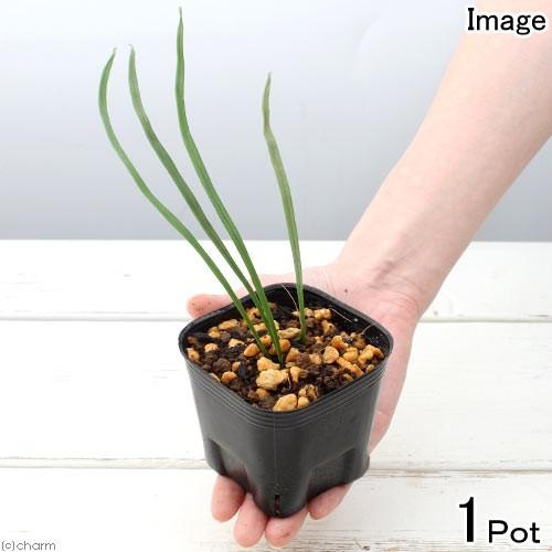 （山野草）シダ（羊歯）シシラン（獅子蘭）３号（１ポット）常緑性多年草