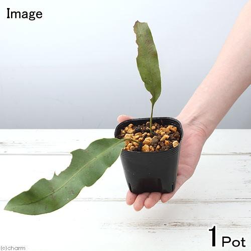 （山野草）シダ（羊歯）ヒロハアツイタ（広葉厚板）３号（１ポット）常緑性多年草