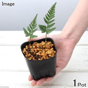 チャーム（charm） （山野草）シダ（羊歯）ツクシノキシノブ 3号（1