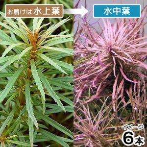 水草）ポゴステモン ステラータ ベリークリーク （水上葉）（無農薬