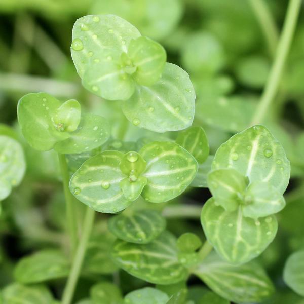 （水草）ドルマリア　コルダータ　斑入（水上葉）（無農薬）（１０本）