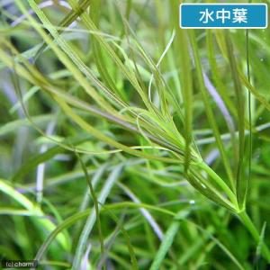 (水草)ポゴステモンsp.オクトパス(水上葉)...の詳細画像1
