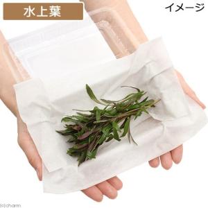 (水草)ポゴステモンsp.オクトパス(水上葉)...の詳細画像2