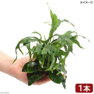ブセファランドラsp.ピンクレディー Bucephalandra Pink Lady - Aquascaping Plant — Buce Plant
