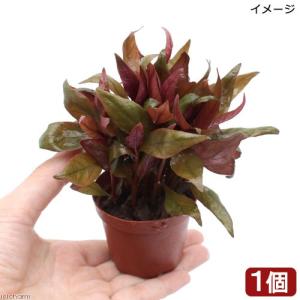 （水草）鉢植え　アルテルナンテラ　レインキー　リラキナ（水上葉）（無農薬）（１鉢）　北海道航空便要保温