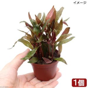 （水草）鉢植え　アルテルナンテラ　パラナ（水上葉）（無農薬）（１鉢）　北海道航空便要保温