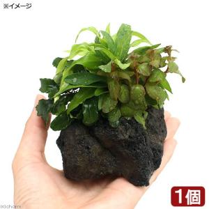 水草）プチ溶岩石付き ブセファランドラsp．ゴジラ（クダガンレッド