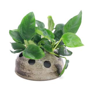 チャーム（charm） （水草）ホシクサsp．クチ（水中葉）（無農薬