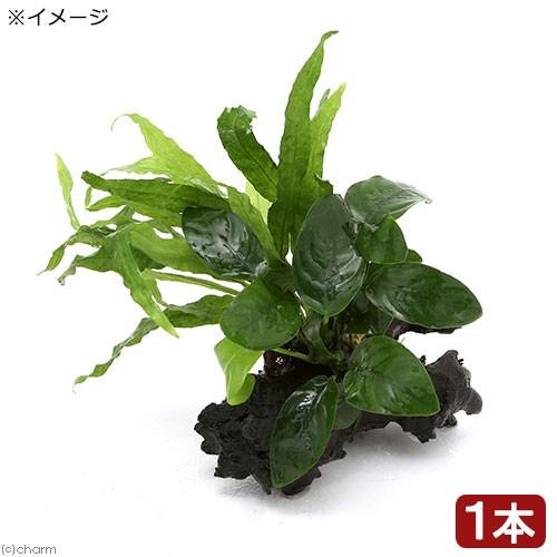 （水草）アヌビアスナナ＆ミクロソリウム　プテロプスｓｐ．ソフトリーフ付　流木　ＳＳサイズ（１本）（約...