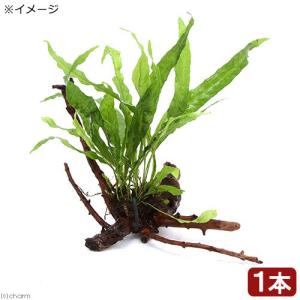 チャーム（charm） （水草）ミクロソリウムsp．スモールリーフ（水中