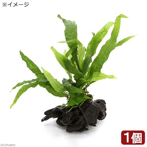 （水草）ミクロソリウム　プテロプスｓｐ．ソフトリーフ（インボイス）付　流木　ＳＳサイズ（１本）（約１...