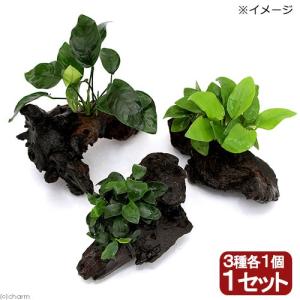 （水草）定番のアヌビアス　ナナ３種流木ＳＳサイズ（約１０ｃｍ）セット（水上葉）（１セット）｜chanet