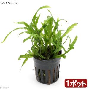 （水草）ミクロソリウムｓｐ．トライデント　ミニ（インボイス）（１ポット分）