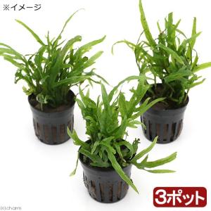 チャーム（charm） （水草）ホシクサsp．クチ（水中葉）（無農薬