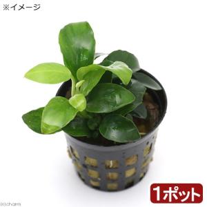 通販 水草】激安 レア種 エキノドルス sp オパクス サンカルロス【1株