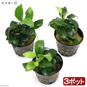 （水草）アヌビアスナナ　プチ（水上葉）（３ポット分）