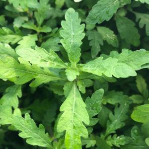 チャーム（charm） （水草）ホシクサsp．クチ（水中葉）（無農薬