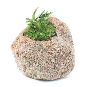 （盆栽）苔盆栽　抗火石鉢植え　品種系オモト　群雀（万年青群雀）　Ｓサイズ（１鉢）