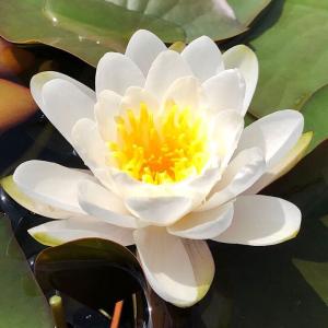 (ビオトープ)睡蓮 温帯性睡蓮(スイレン)(白)...の商品画像