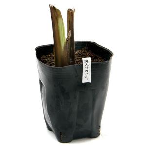 （ビオトープ）水生植物　カンナ　斑入りカンナ　４号（無農薬）（１ポット）